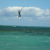 Kite 2011-25